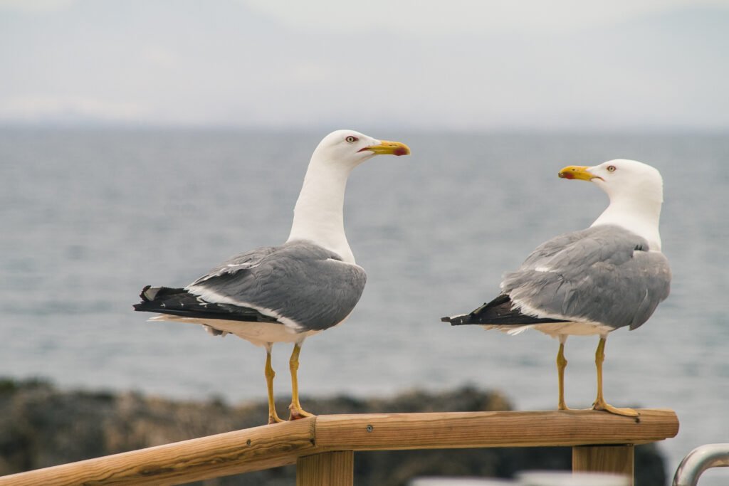 Seagulls at Anjarle Beach