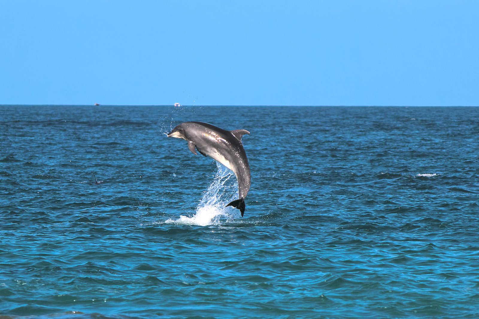 Dolphins at Karde Beach